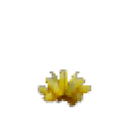 原型 – 黃仙人掌花